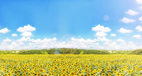 Champ de tournesols avec la nature et ciel nuageux gonflé largement bleu vi — Photo