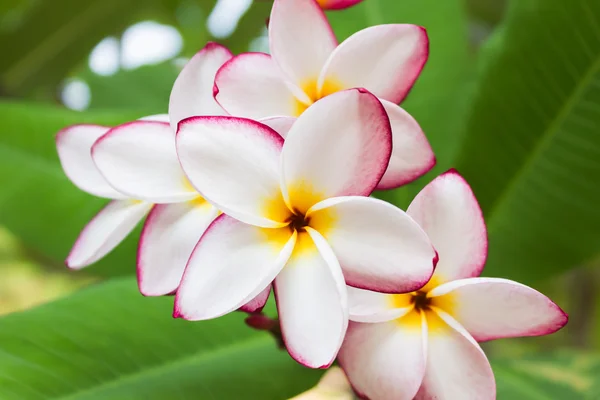 Schöne süße weiße rosa gelbe Blume plumeria oder frangipani — Stockfoto