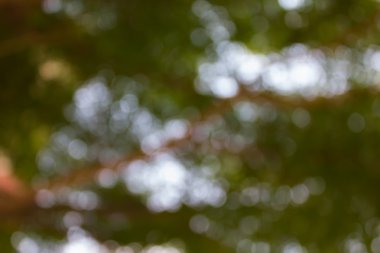 Taze yeşil ve beyaz bokeh çalı ağacı ve soyut için güneş ışığı 