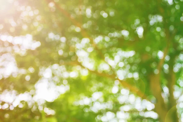 Taze yumuşak yeşil renk bokeh bush ağaç ve güneş ışığı