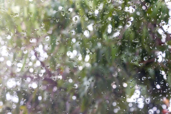 Déšť na okenní sklo s rozostřený křovinkou ve stromu — Stock fotografie