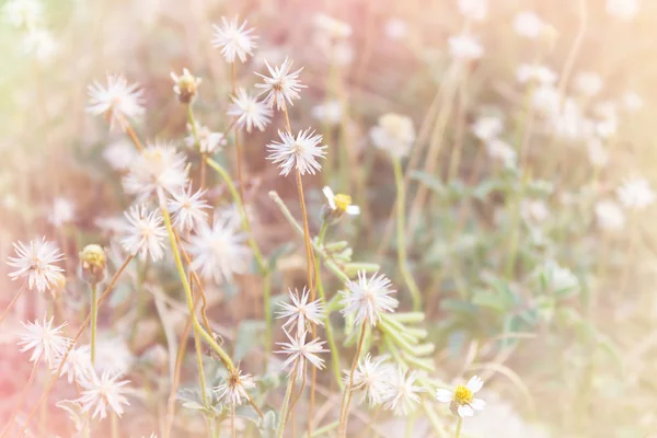 Campo di fiori in erba bianca e gialla in morbido mood rosa filo pastello — Foto Stock