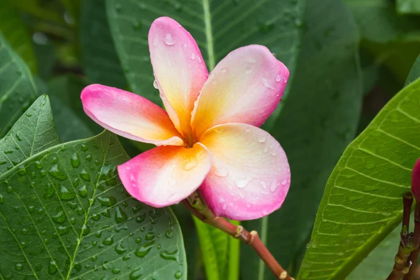 Güzel tatlı pembe çiçek plumeria ve r ile taze yeşil yaprak — Stok fotoğraf