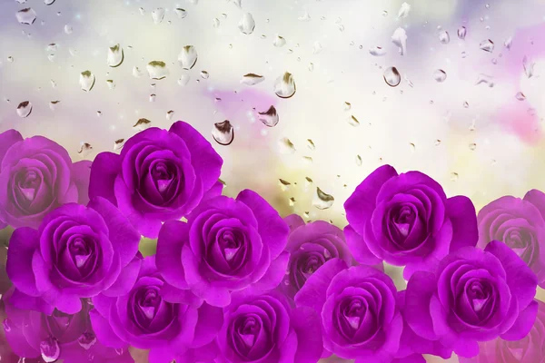 Grupo de rosas violetas y púrpuras arragement en romant gota de agua —  Fotos de Stock