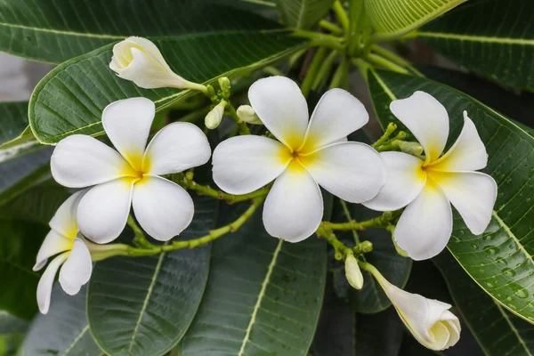 Vacker söt vit och gul blomma Plumeria gäng i hemmet g — Stockfoto