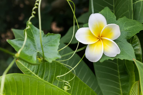 White and yellow flower plumeria or frangipani with fresh coccin — Stockfoto