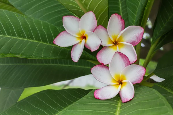 Hermoso dulce blanco rosa y amarillo flor plumeria ramo en h —  Fotos de Stock