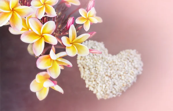 Flores amarillas y rosadas plumeria o racimo de frangipani en bac oscuro —  Fotos de Stock