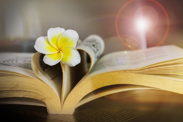 Солодка романтична квітка сливи або франгіпані на книзі та формі серця — стокове фото