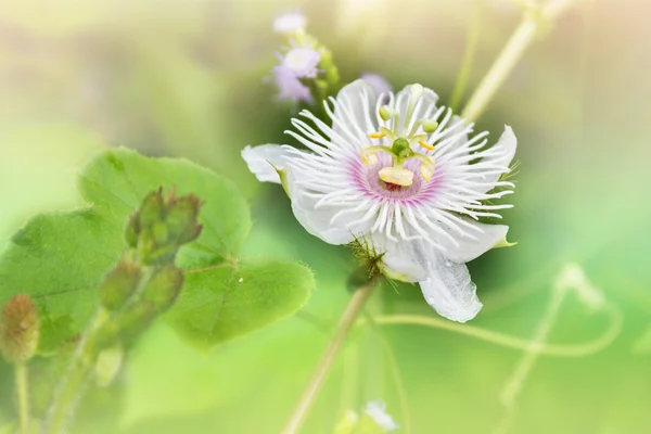 浪漫自然野生草花, 西番莲与雨滴 — 图库照片