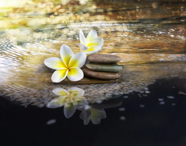 Weiß und gelb duftende Blütenplumeria oder Frangipani auf kristallinem Wasser — Stockfoto