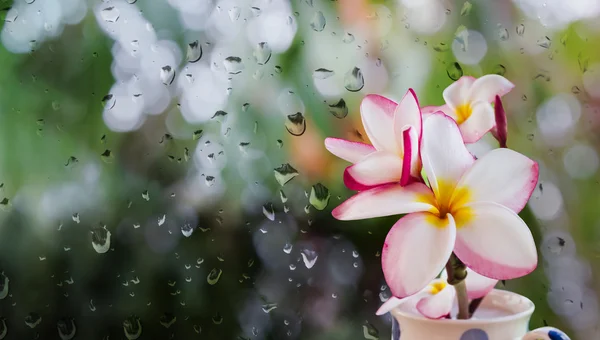 Ροζ λευκό και κίτρινο plumeria ή frangipani στο Κύπελλο στο νερό της βροχής πτώση — Φωτογραφία Αρχείου