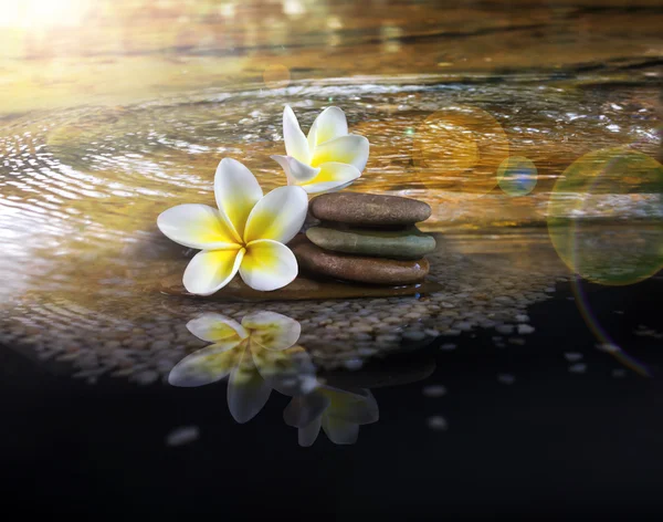White and yellow fragrant flower plumeria or frangipani on crystalline water and pebble — Stock Photo, Image
