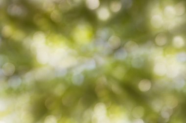 Rüya gibi yumuşak parlaklık romantik ruh hali ağaç bush bokeh arka plan, abstr