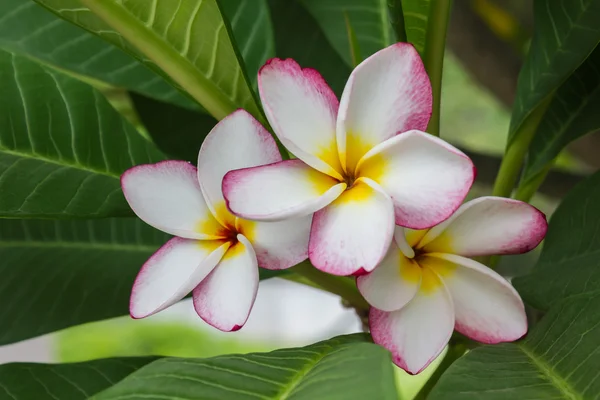 Hermosa flor amarilla dulce rosa y blanca plumeria o frangip —  Fotos de Stock