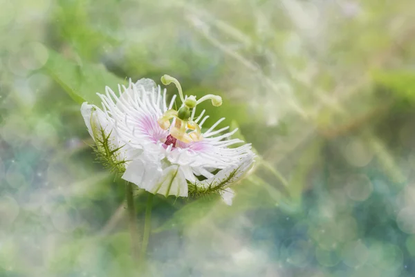 Romantic nature wild grass flower,Passiflora  with rain drop in — Stock Photo, Image