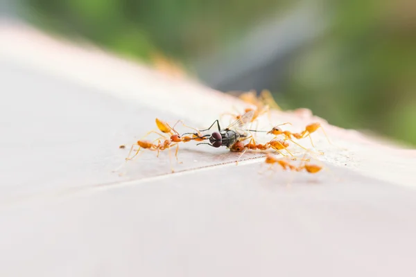 Bad luck fly or fly house sacrifice by ant team, looser flyhouse