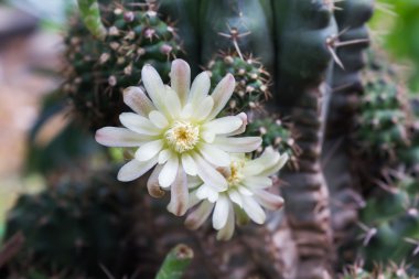 Kaktüs çiçek yumuşak ruh hali, Mila veya portre kaktüs ağacında üzerinde 