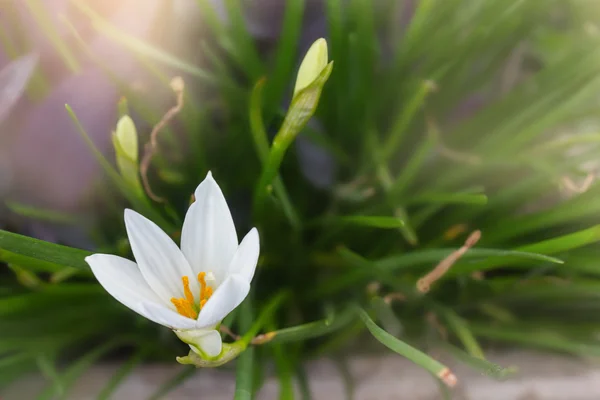 Flores blancas Zephyranthes Lily o Lluvia Lily con romántico — Foto de Stock