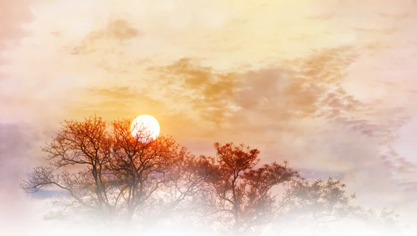 Удивительный вид на небо и вершину деревьев с утренним восходом солнца — стоковое фото