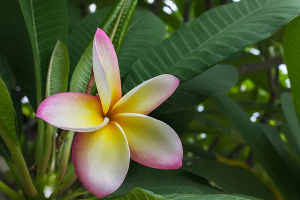 Krásné sladké žluté Růžovobílý květ plumeria — Stock fotografie