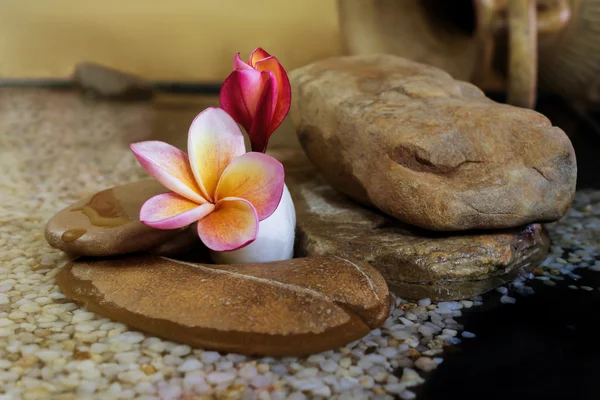 Sladká růžová žlutý květ plumeria nebo keře na oblázkové rock — Stock fotografie