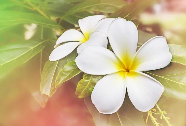 Blühen weiße und gelbe Blüten plumeria oder frangipani setzen auf gr — Stockfoto