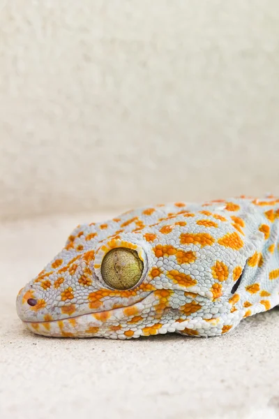 Focado olho e cabeça gecko ou gecko verticillatus, laranja e gr — Fotografia de Stock