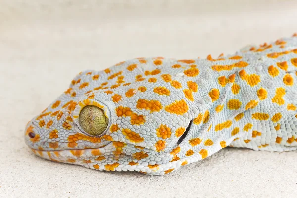 Ojo y cabeza focalizados gecko o gecko verticillatus, naranja y gr — Foto de Stock