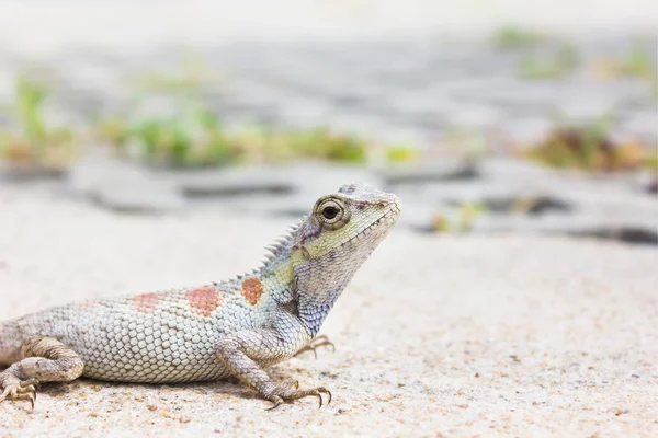 Camaleão close-up ou lagarto de árvore no chão, camaleão selvagem em — Fotografia de Stock