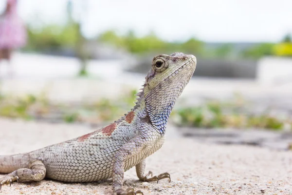 Camaleão close-up ou lagarto de árvore no chão, camaleão selvagem em — Fotografia de Stock