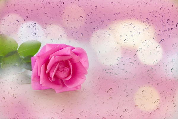 Rosa rosa soltera en suave estado de ánimo gota de agua de lluvia y bokeh rosa bac —  Fotos de Stock