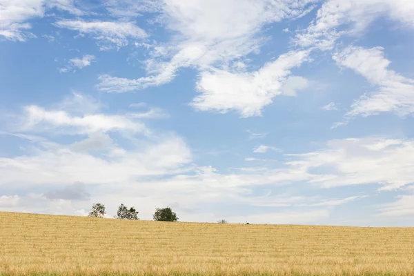 Natur Landschaft Ansicht der gelben weichen goldenen Gras Feld Hügel und — Stockfoto