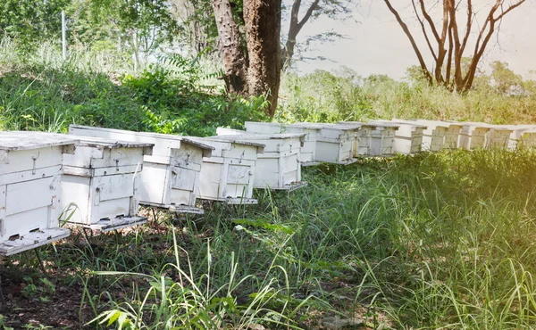 Beehive doboz-ban méh-farm, méh fészek, méh farm a fából készült doboz — Stock Fotó
