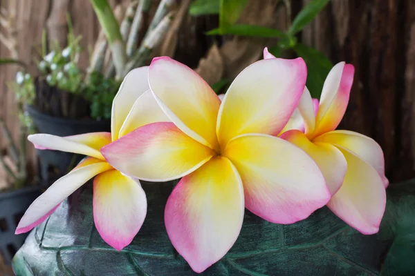 Krásná sladká růžová Kytka plumeria nebo keře — Stock fotografie