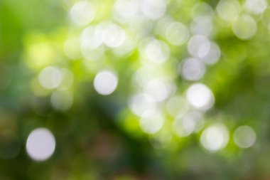 Bokeh bush ağaç ve güneş ışığı rüya gibi arka plan