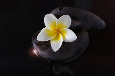 çiçek plumeria veya frangipani çakıl ve su içinde belgili tanımlık karanlık