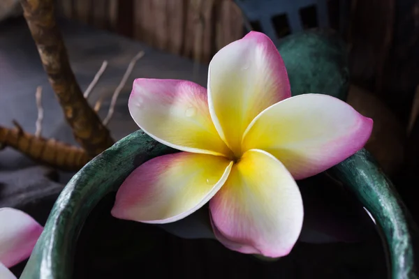 Romantische tropische duftende Blume Frangipani oder Plumeria — Stockfoto