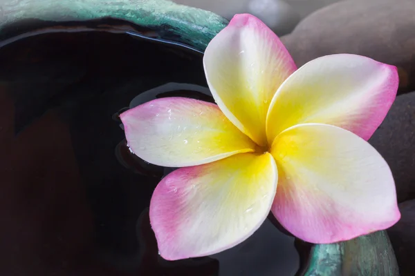 Красива одиночна свіжа рожево-жовта і біла квітка сливи або франгіпані — стокове фото