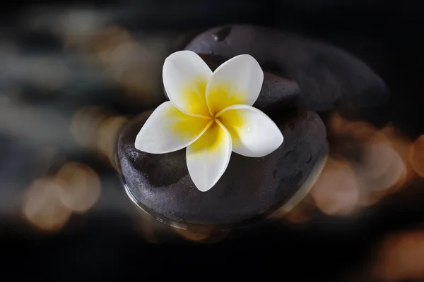 Plumeria květina nebo keře na oblázkové a voda v zlatých bokeh — Stock fotografie