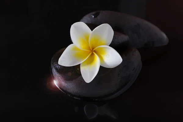 Plumeria flor ou frangipani em seixos e água no escuro — Fotografia de Stock