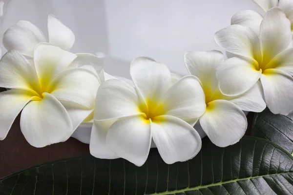 Charme e harmoniosas flores brancas plumeria ou frangipani — Fotografia de Stock