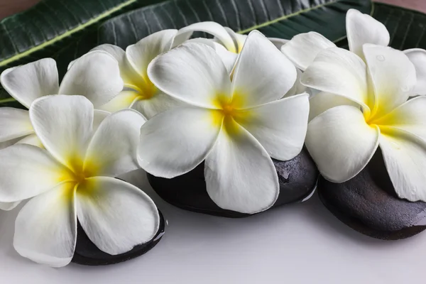 Чарівні і гармонійні білі квіти сливи або франгіпані — стокове фото