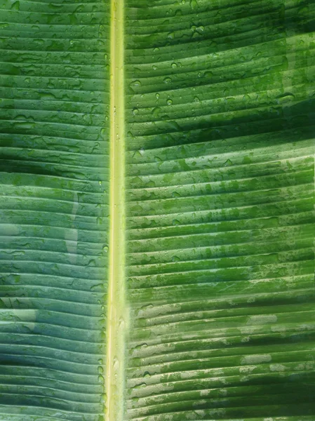 新鮮な緑のバナナ葉のテクスチャ背景 — ストック写真