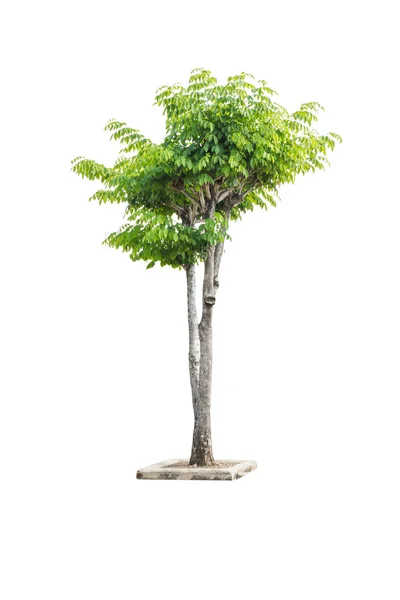 Isolierter einzelner Baum mit grünem Blattstrauch — Stockfoto