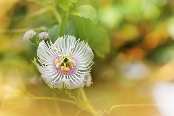 浪漫自然白野生草花, 西番莲在柔和的心情 — 图库照片