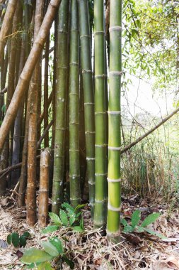 tropikal bitki yüksek bambu ağacı doğada