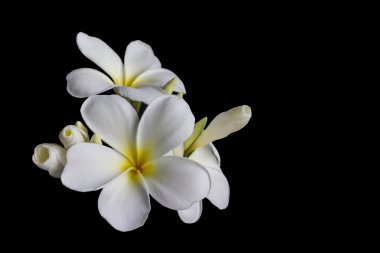 Güzel beyaz çiçek plumeria veya frangipani siyah ayırma