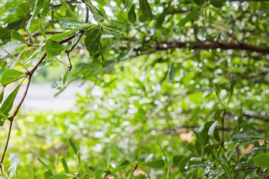 Doğal yeşil bokeh ağaç bush arka plan bulanık