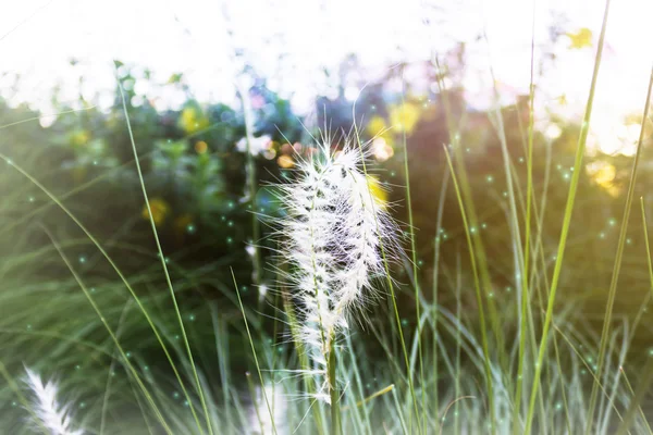 Romantico fiore d'erba bianca sognante in bokeh e bagliore — Foto Stock